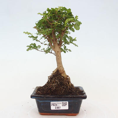 Izbová bonsai -Ligustrum chinensis - Vtáčí zob - 1