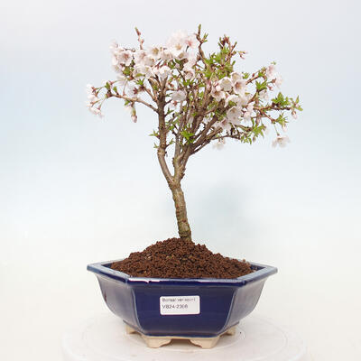 Vonkajší bonsai - Prunus incisa Kojou-no mai-Slivoň vyrezaná - 1