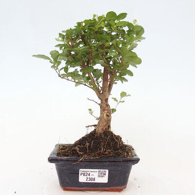 Izbová bonsai -Ligustrum chinensis - Vtáčí zob - 1