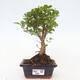 Izbová bonsai -Ligustrum chinensis - Vtáčí zob - 1/3