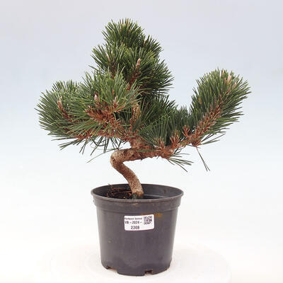 Vonkajší bonsai - Pinus thunbergii senjyumaru - Borovica thunbergova - 1