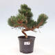 Vonkajší bonsai - Pinus thunbergii senjyumaru - Borovica thunbergova - 1/6