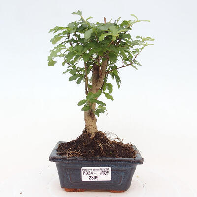 Izbová bonsai -Ligustrum chinensis - Vtáčí zob - 1