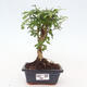 Izbová bonsai -Ligustrum chinensis - Vtáčí zob - 1/3