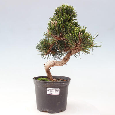 Vonkajší bonsai - Pinus thunbergii - Borovica thunbergova - 1