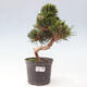 Vonkajší bonsai - Pinus thunbergii - Borovica thunbergova - 1/6