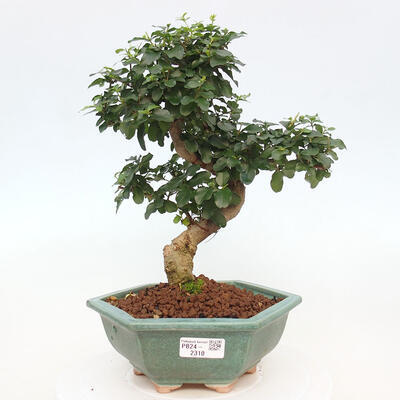 Izbová bonsai -Ligustrum chinensis - Vtáčí zob - 1