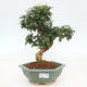 Izbová bonsai -Ligustrum chinensis - Vtáčí zob - 1/3