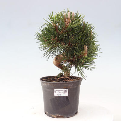 Vonkajší bonsai - Pinus thunbergii - Borovica thunbergova - 1