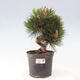 Vonkajší bonsai - Pinus thunbergii - Borovica thunbergova - 1/6