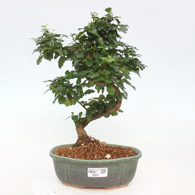 Izbová bonsai -Ligustrum chinensis - Vtáčí zob - 1