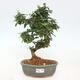 Izbová bonsai -Ligustrum chinensis - Vtáčí zob - 1/3