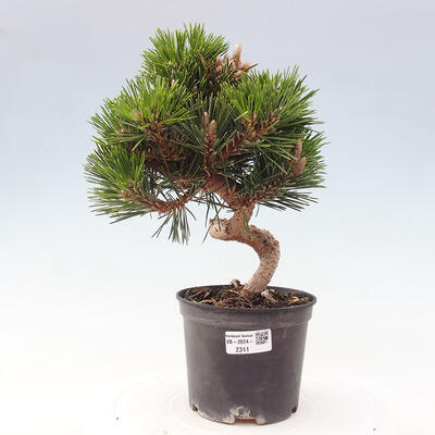 Vonkajší bonsai - Pinus thunbergii senjyumaru - Borovica thunbergova - 1