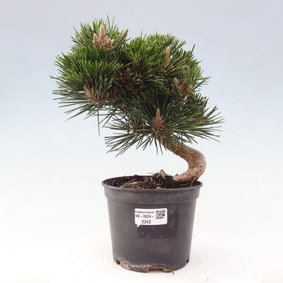 Vonkajší bonsai - Pinus thunbergii - Borovica thunbergova - 1