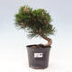 Vonkajší bonsai - Pinus thunbergii - Borovica thunbergova - 1/6