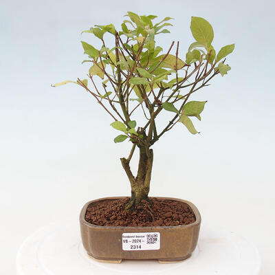 Vonkajšia bonsai - krásnoplodka - Callicarpa jap. Leucocarpa - 1