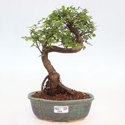 Izbová bonsai - Ulmus parvifolia - Malolistý brest - 1