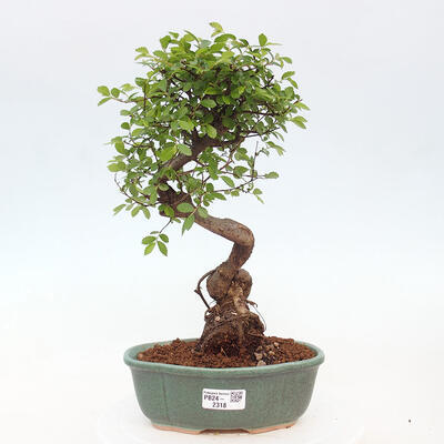 Izbová bonsai - Ulmus parvifolia - Malolistý brest - 1