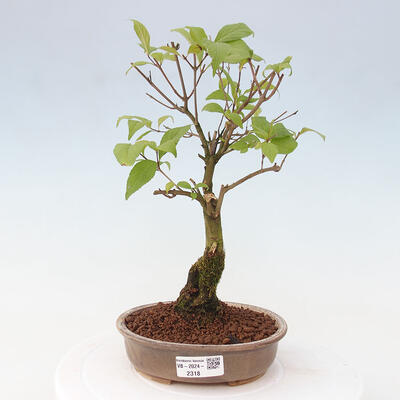 Vonkajšia bonsai - krásnoplodka - Callicarpa jap. Leucocarpa - 1