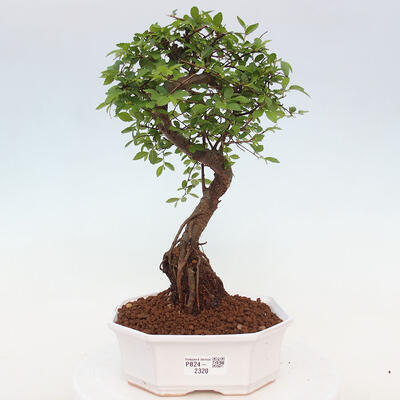 Izbová bonsai - Ulmus parvifolia - Malolistý brest - 1