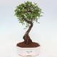 Izbová bonsai - Ulmus parvifolia - Malolistý brest - 1/3