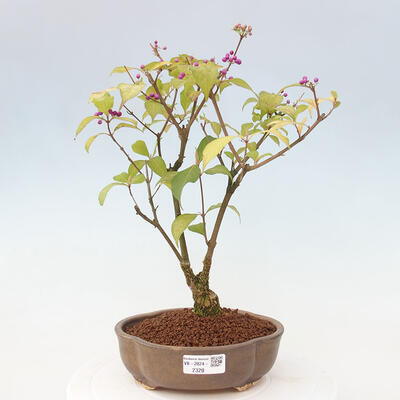 Vonkajšia bonsai - krásnoplodka - Callicarpa jap. Leucocarpa - 1