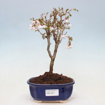 Vonkajší bonsai - Prunus incisa Kojou-no mai-Slivoň vyrezaná - 1