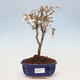 Vonkajší bonsai - Prunus incisa Kojou-no mai-Slivoň vyrezaná - 1/6