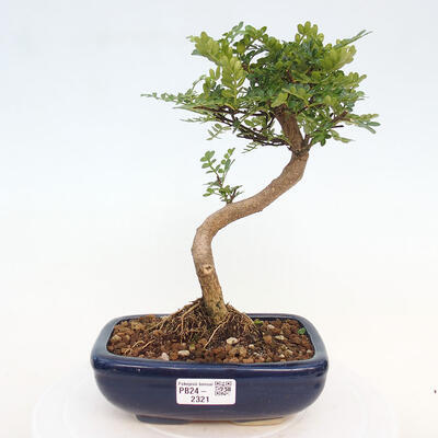 Izbová bonsai - Zantoxylum piperitum - Pepřovník - 1