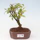 Vonkajšia bonsai - krásnoplodka - Callicarpa jap. Leucocarpa - 1/3