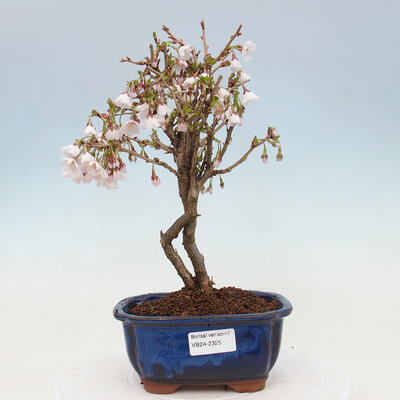 Vonkajší bonsai - Prunus incisa Kojou-no mai-Slivoň vyrezaná - 1