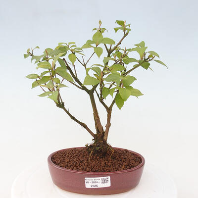 Vonkajšia bonsai - krásnoplodka - Callicarpa jap. Leucocarpa - 1