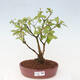 Vonkajšia bonsai - krásnoplodka - Callicarpa jap. Leucocarpa - 1/3