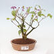 Vonkajšia bonsai - krásnoplodka - Callicarpa jap. Leucocarpa - 1/3