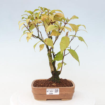 Vonkajšia bonsai - krásnoplodka - Callicarpa jap. Leucocarpa - 1