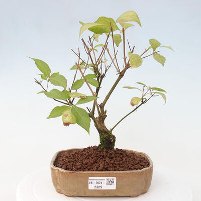 Vonkajšia bonsai - krásnoplodka - Callicarpa jap. Leucocarpa - 1