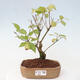 Vonkajšia bonsai - krásnoplodka - Callicarpa jap. Leucocarpa - 1/3