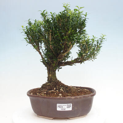 Izbová bonsai - Buxus harlandii - korkový buxus - 1