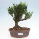 Izbová bonsai - Buxus harlandii - korkový buxus - 1/3