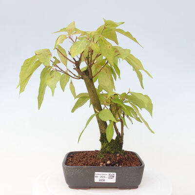 Vonkajšia bonsai - krásnoplodka - Callicarpa jap. Leucocarpa - 1