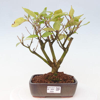 Vonkajšia bonsai - krásnoplodka - Callicarpa jap. Leucocarpa - 1