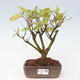 Vonkajšia bonsai - krásnoplodka - Callicarpa jap. Leucocarpa - 1/3