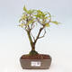 Vonkajšia bonsai - krásnoplodka - Callicarpa jap. Leucocarpa - 1/3