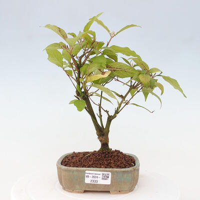 Vonkajšia bonsai - krásnoplodka - Callicarpa jap. Leucocarpa - 1