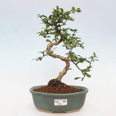 Izbová bonsai - Carmona macrophylla - Čaj fuki - 1