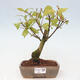 Vonkajšia bonsai - krásnoplodka - Callicarpa jap. Leucocarpa - 1/3