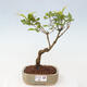 Vonkajšia bonsai - krásnoplodka - Callicarpa jap. Leucocarpa - 1/3