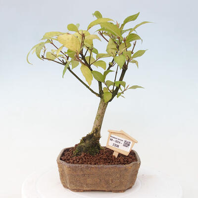 Vonkajšia bonsai - krásnoplodka - Callicarpa jap. Leucocarpa - 1