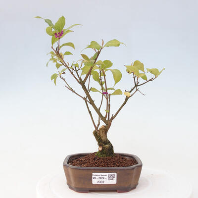 Vonkajšia bonsai - krásnoplodka - Callicarpa jap. Leucocarpa - 1