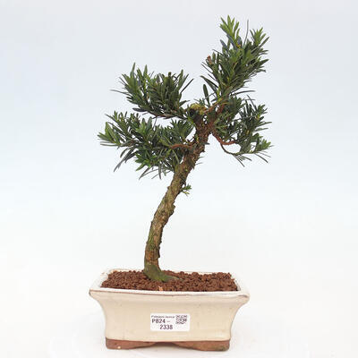 Izbová bonsai - Podocarpus - Kamenný tis - 1